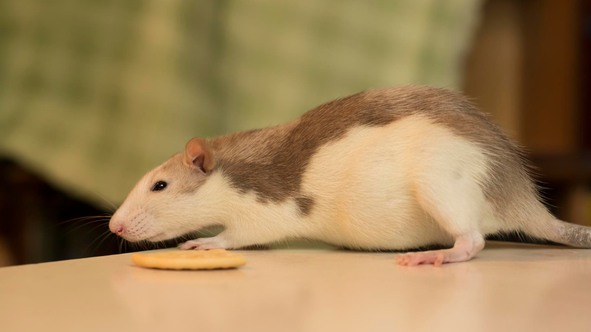 Rongeurs en cuisine : comment prévenir les infestations et protéger vos aliments ?